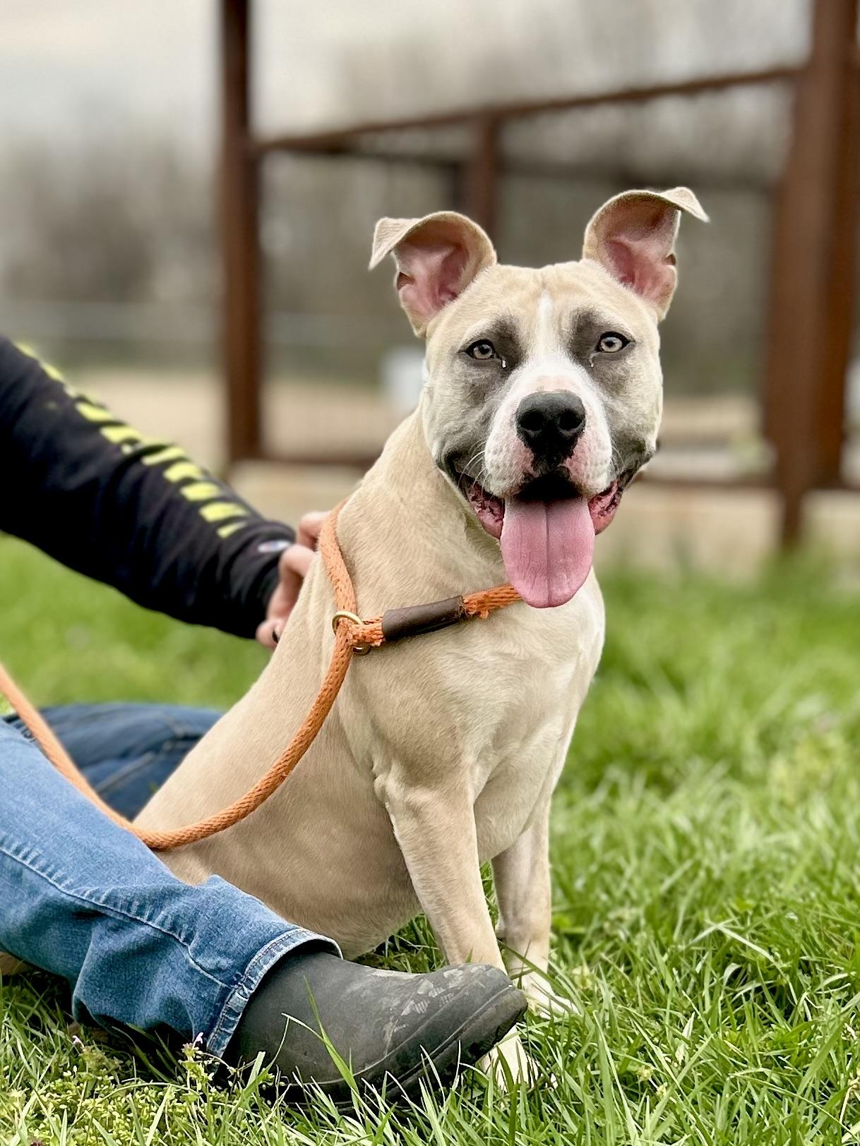 Enlarge Apollo, a ADOPTABLE Mixed Breed in Franklin, KY image 1/6