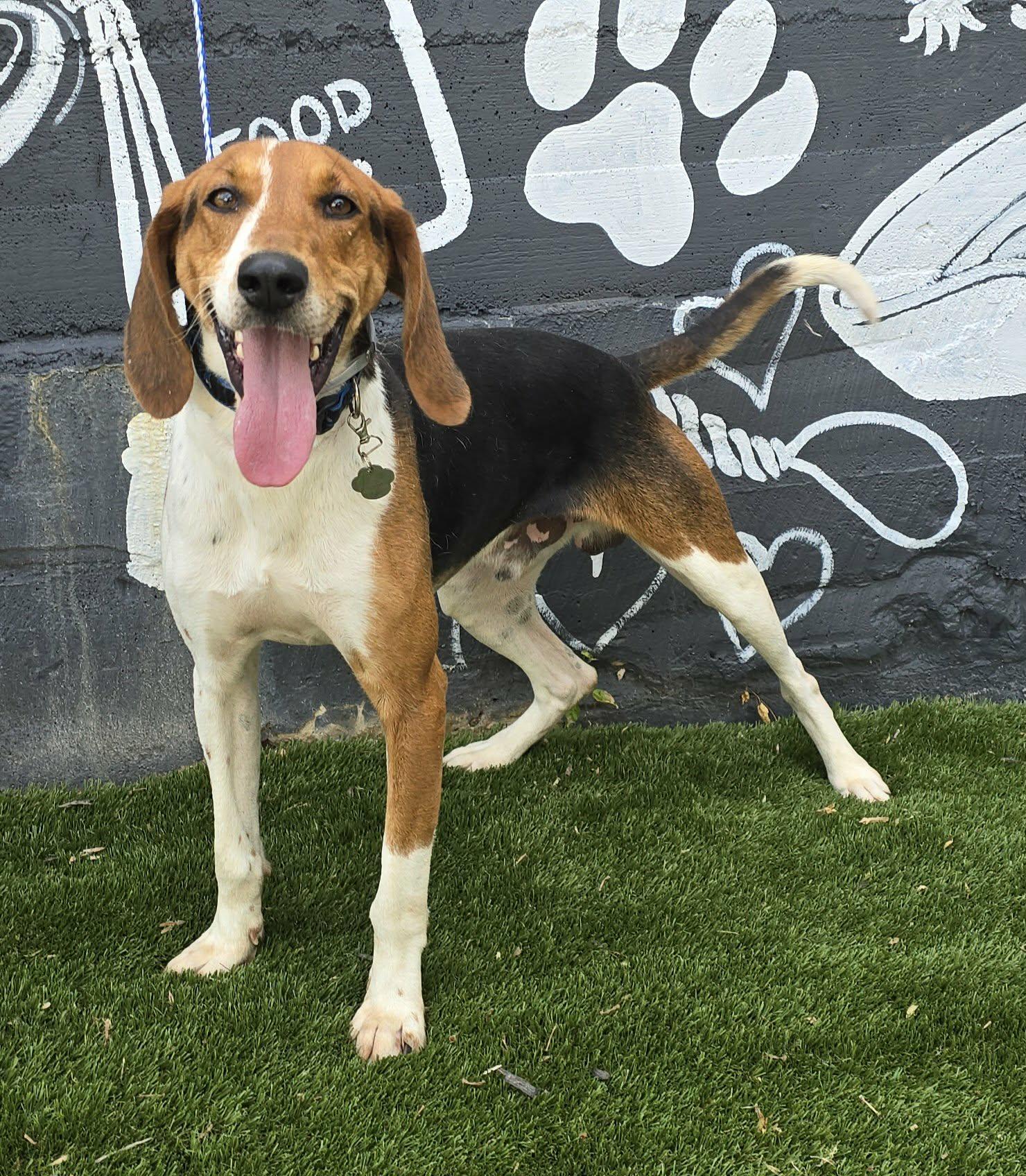Canterbury, a Adoptable mixed breed in Newport, TN image 6/6