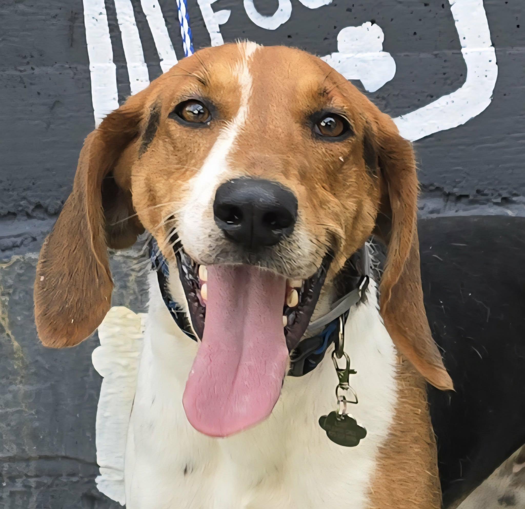 Canterbury, Adoptable, Young Male Treeing Walker Coonhound.