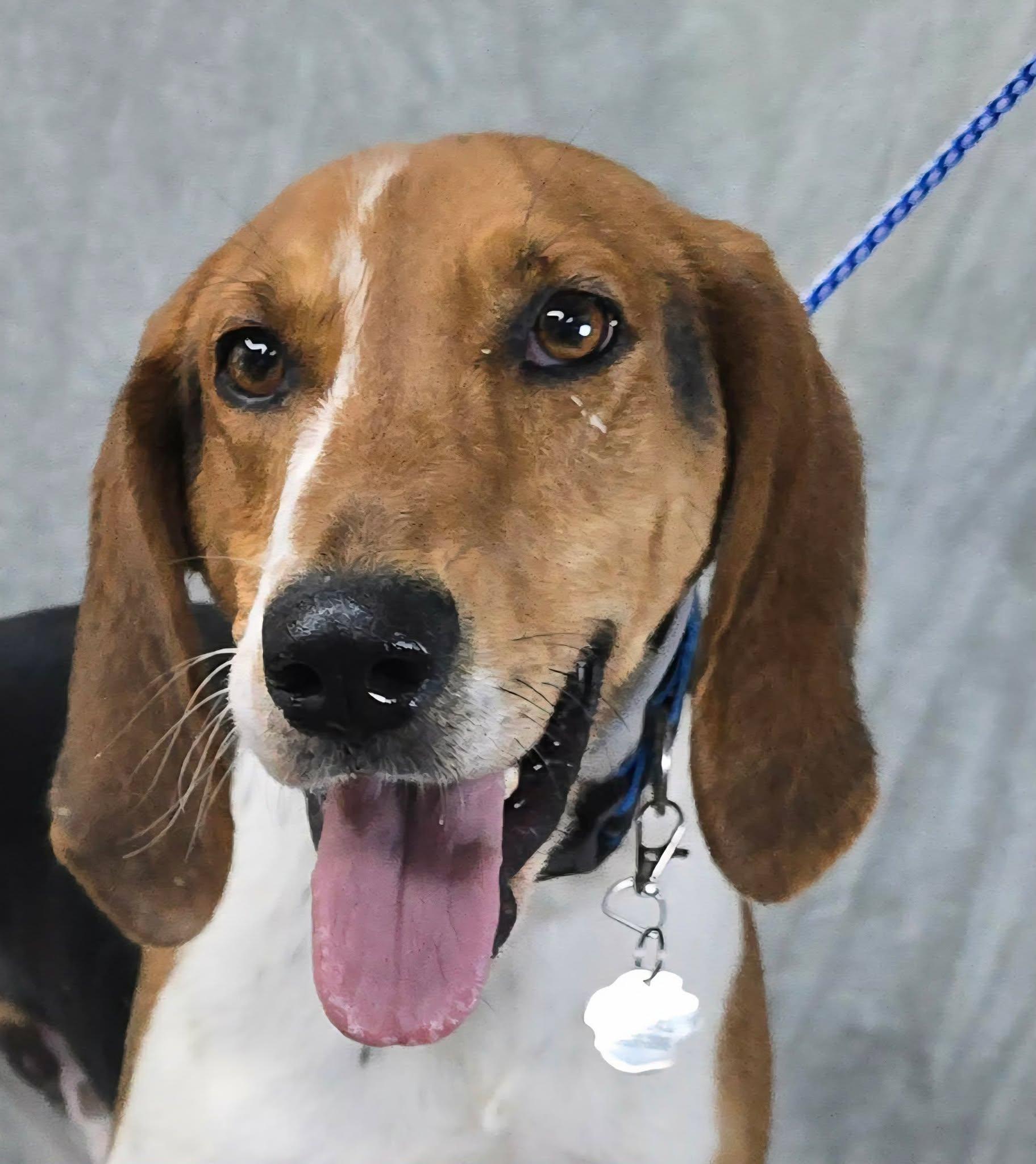 Canterbury, a Adoptable mixed breed in Newport, TN image 5/6