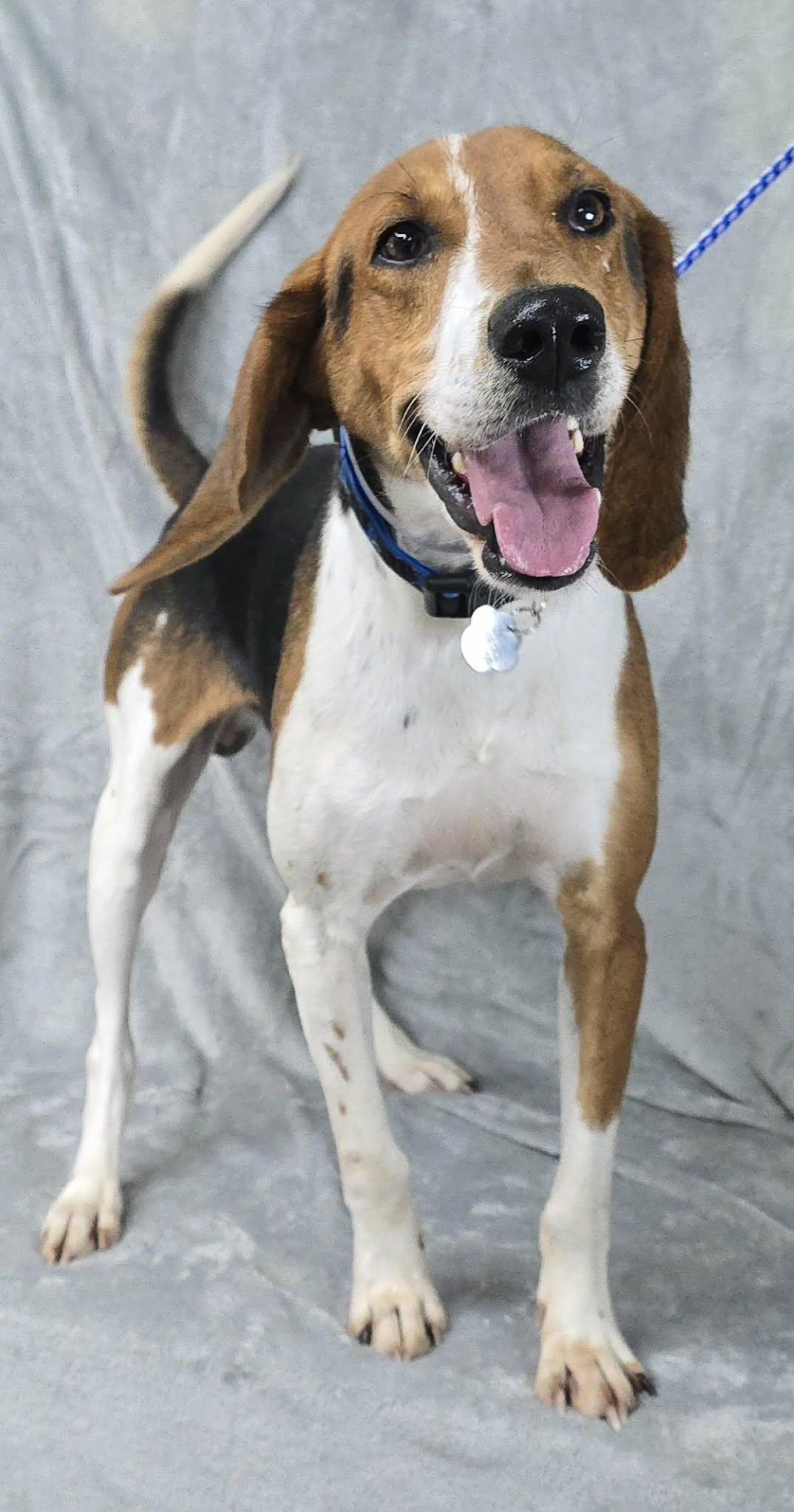 Canterbury, a Adoptable mixed breed in Newport, TN image 4/6