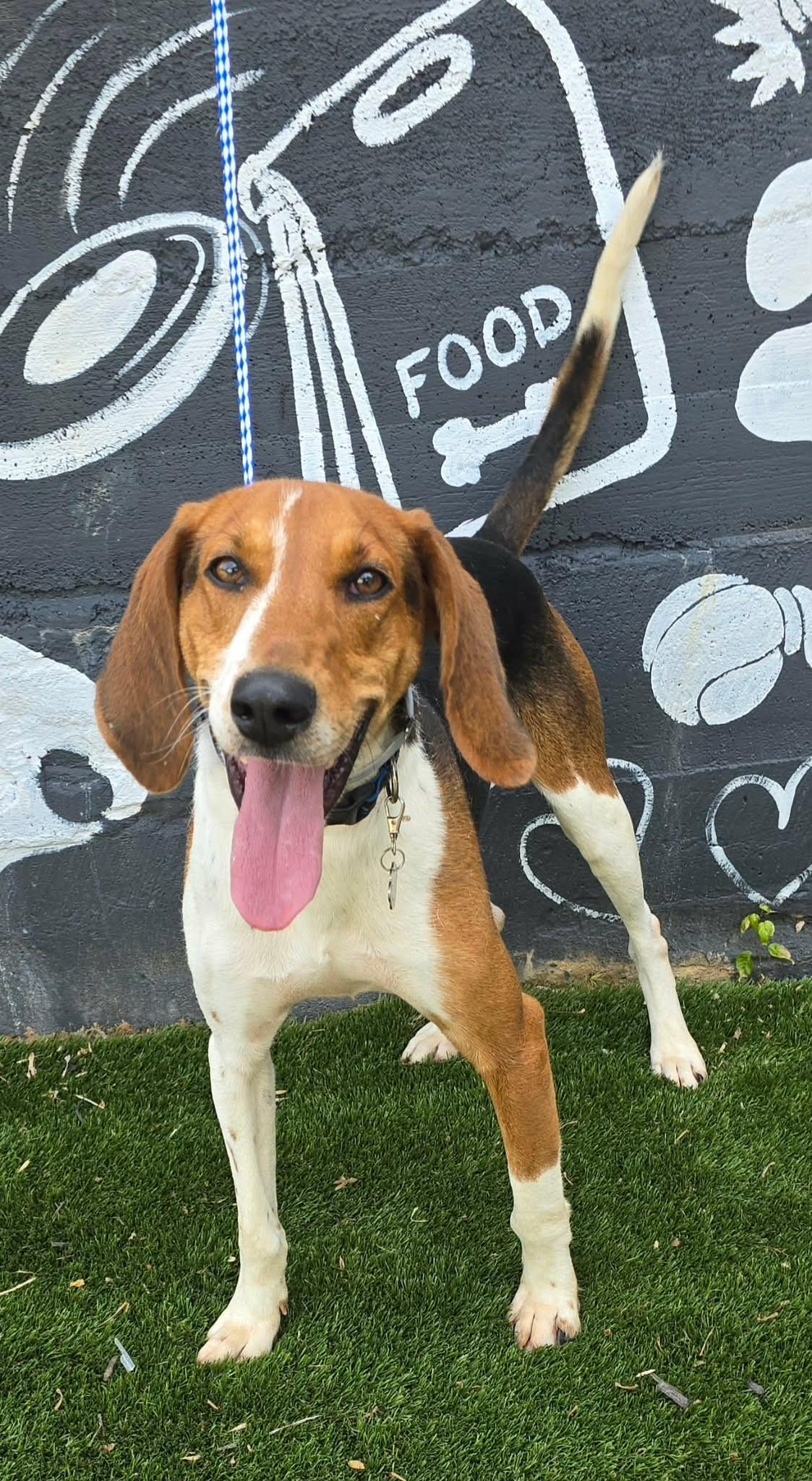 Canterbury, a Adoptable mixed breed in Newport, TN image 3/6