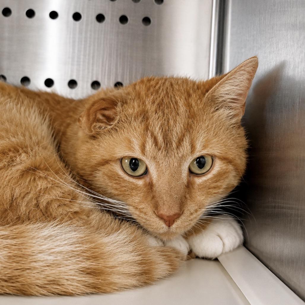 Naranga, a Adoptable mixed breed in Madisonville, TN image 2/5