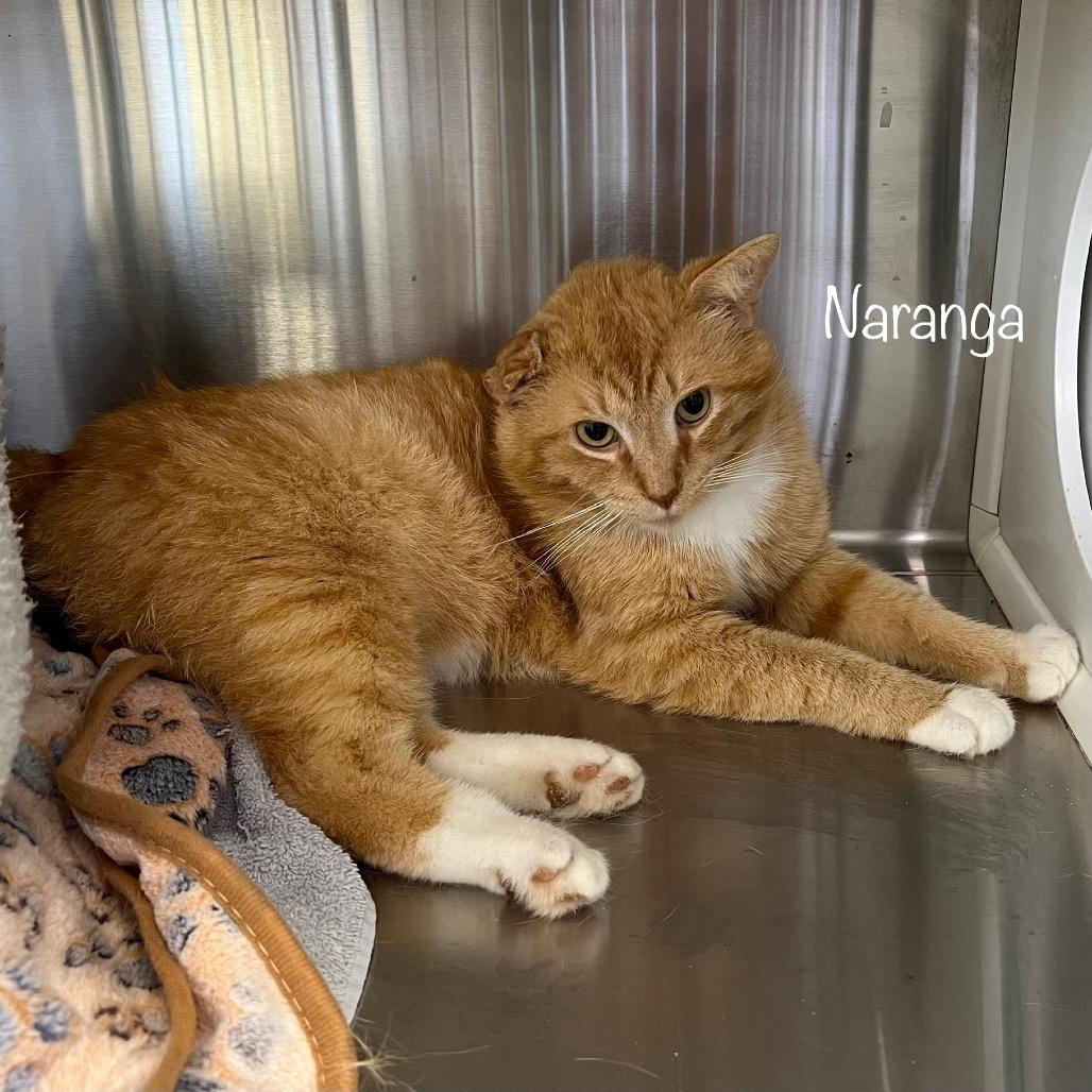Naranga, a Adoptable mixed breed in Madisonville, TN image 3/5