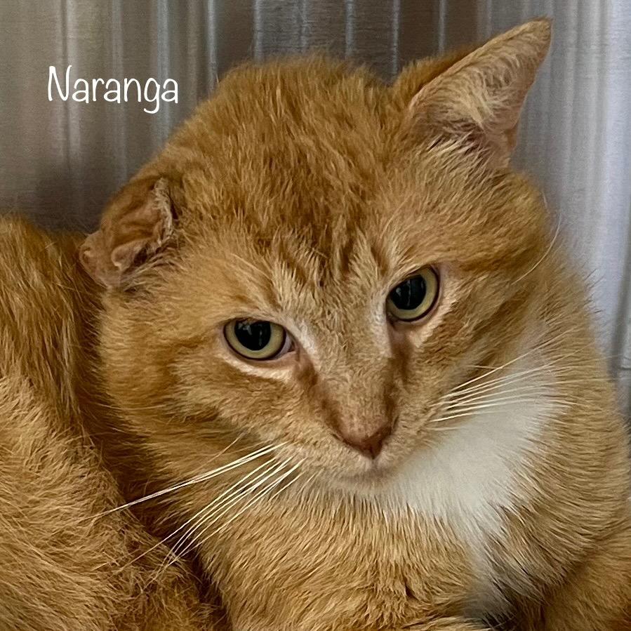 Naranga, a Adoptable mixed breed in Madisonville, TN image 5/5