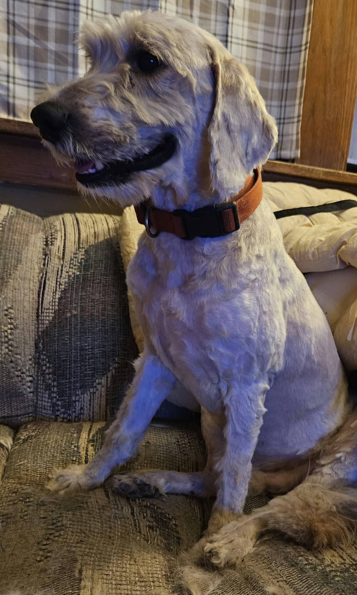 Romeo, Adoptable, Adult Male Golden Retriever & Standard Poodle.