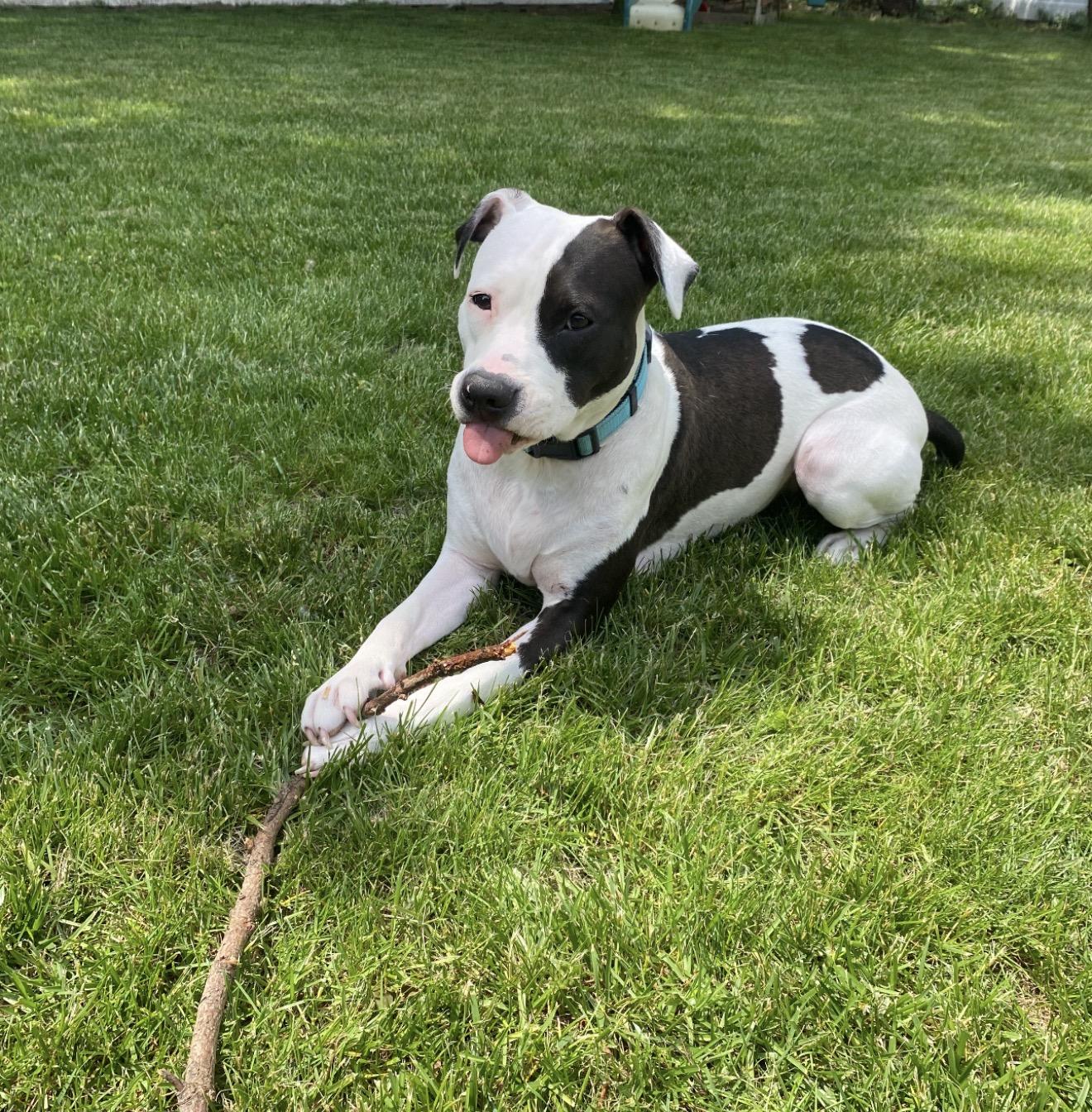 Enlarge Gumdrop, a ADOPTABLE mixed breed in Grand Haven, MI image 4/6