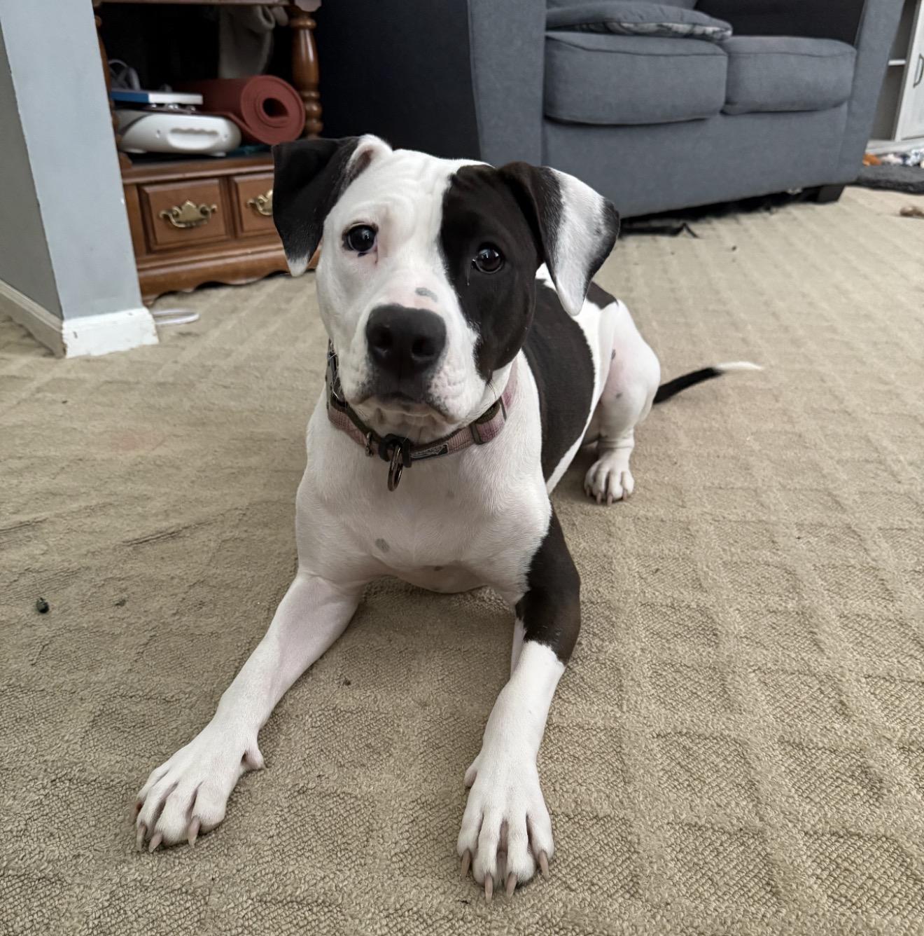 Enlarge Gumdrop, a ADOPTABLE mixed breed in Grand Haven, MI image 1/6