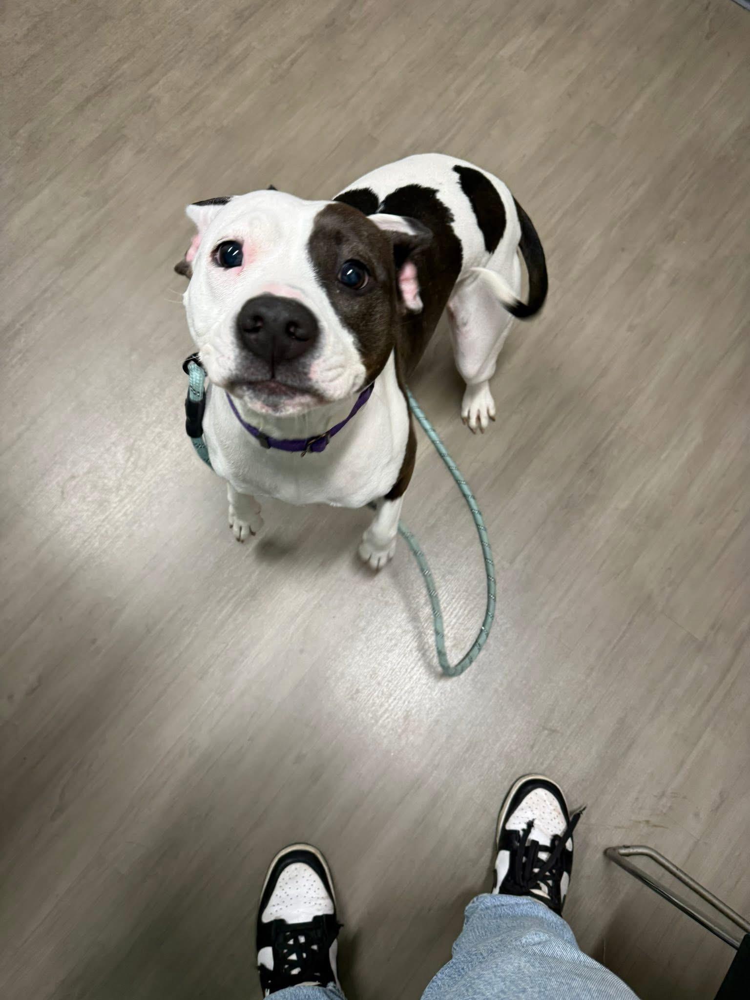 Gumdrop, ADOPTABLE, Adult Female Pit Bull Terrier.