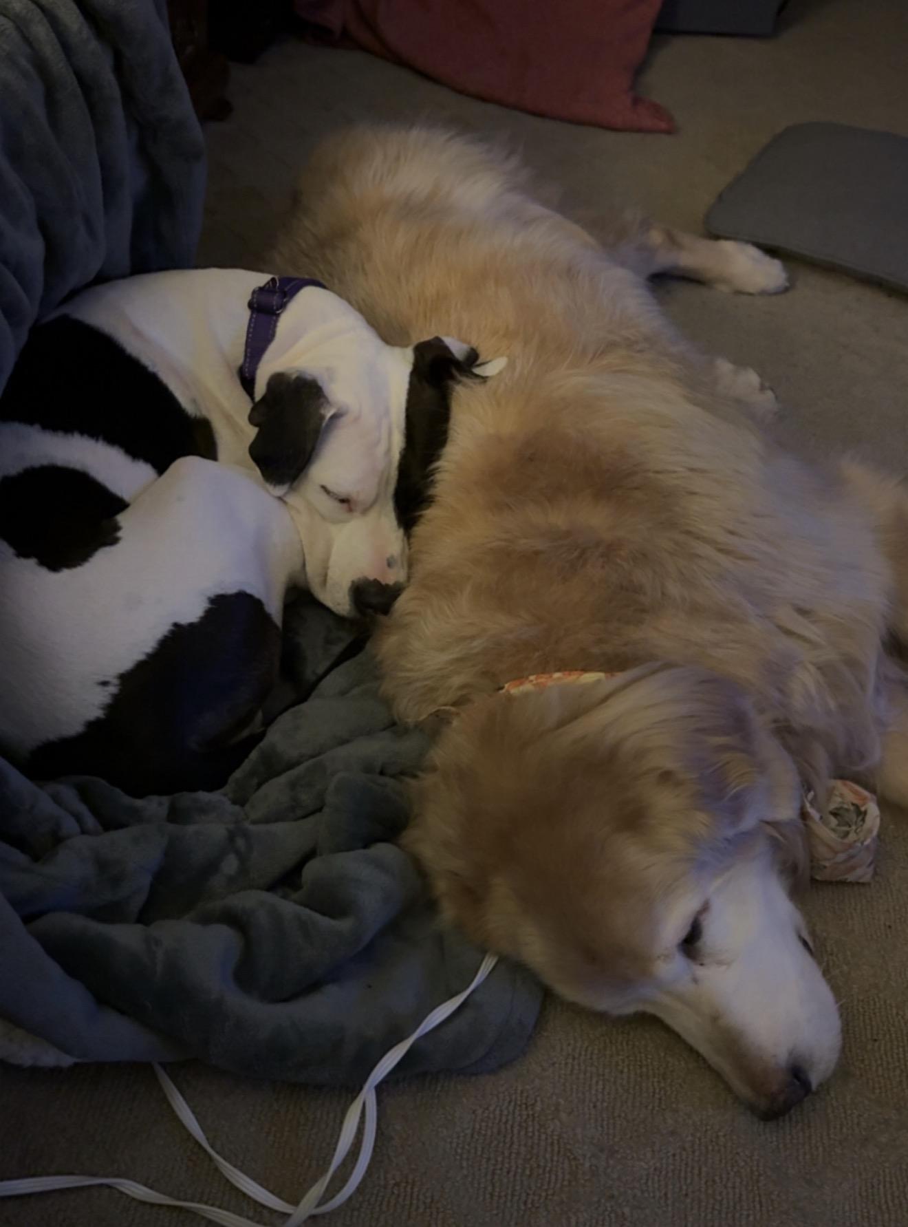 Enlarge Gumdrop, a ADOPTABLE mixed breed in Grand Haven, MI image 6/6