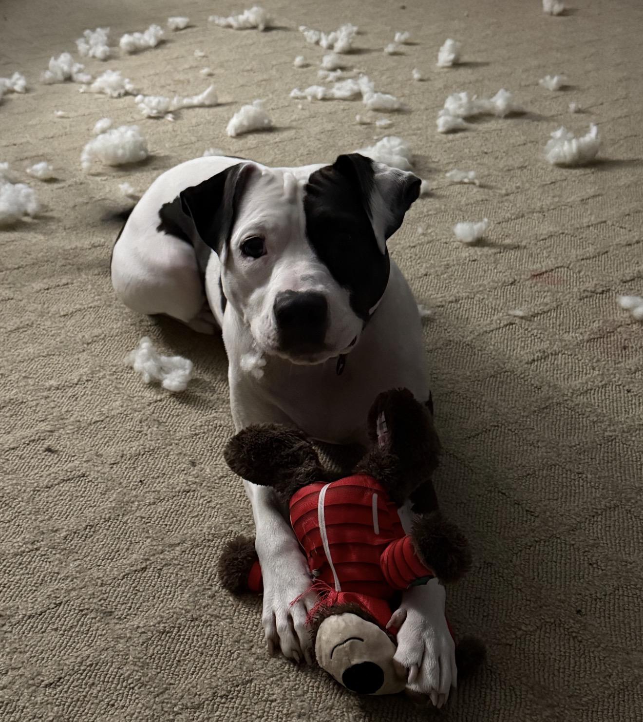 Enlarge Gumdrop, a ADOPTABLE mixed breed in Grand Haven, MI image 5/6