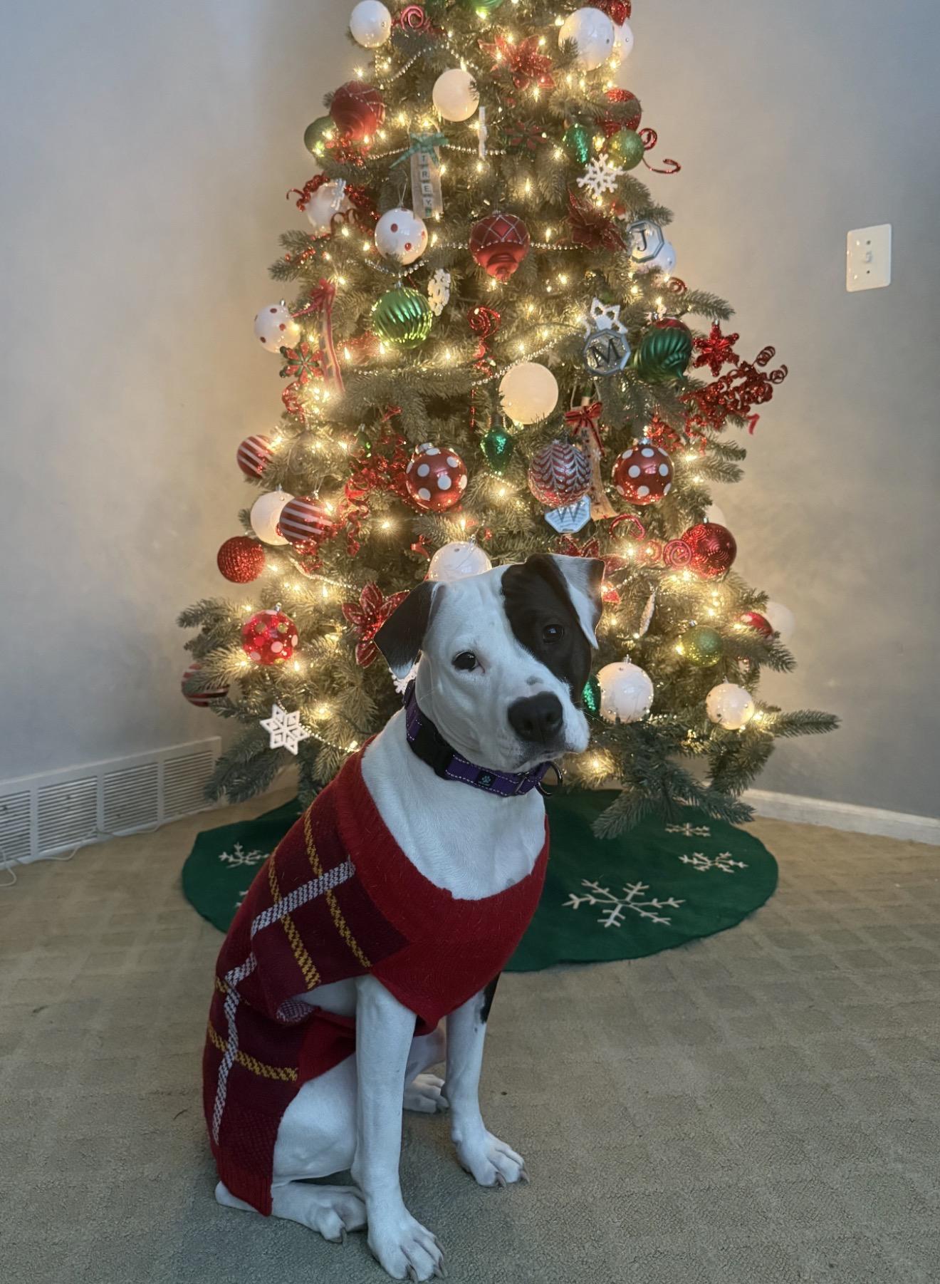 Enlarge Gumdrop, a ADOPTABLE mixed breed in Grand Haven, MI image 3/6