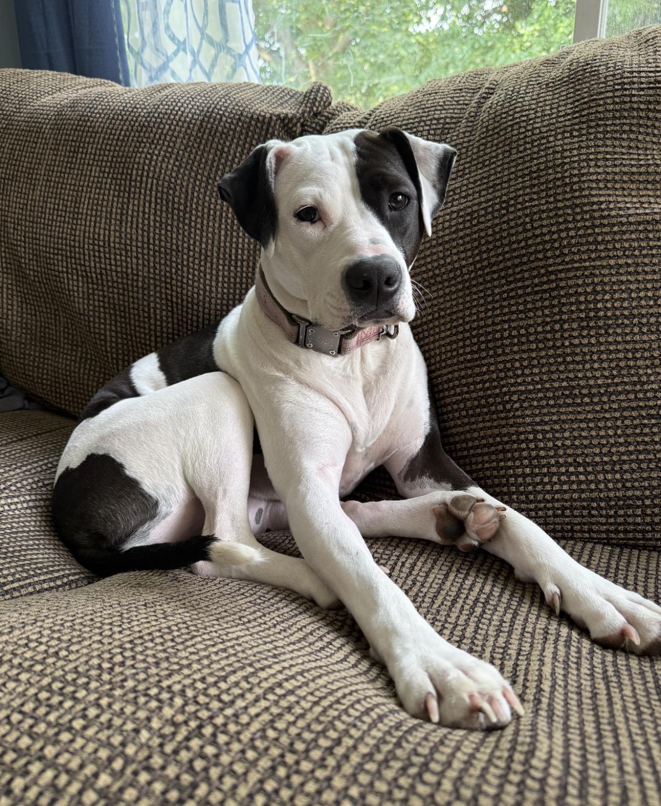 Enlarge Gumdrop, a ADOPTABLE mixed breed in Grand Haven, MI image 2/6