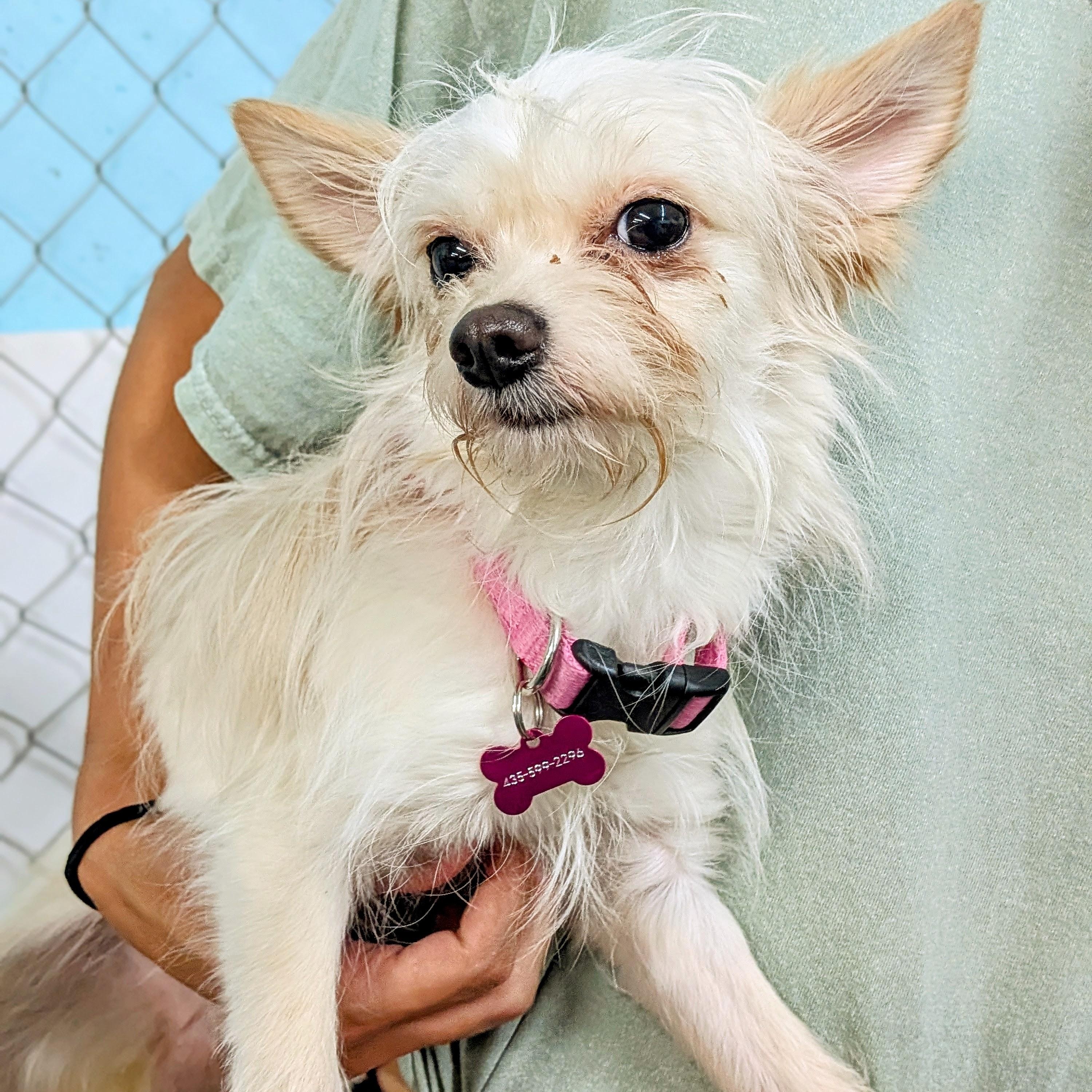 Enlarge Blossom, an adopted mixed breed in St. George, UT image 1/1
