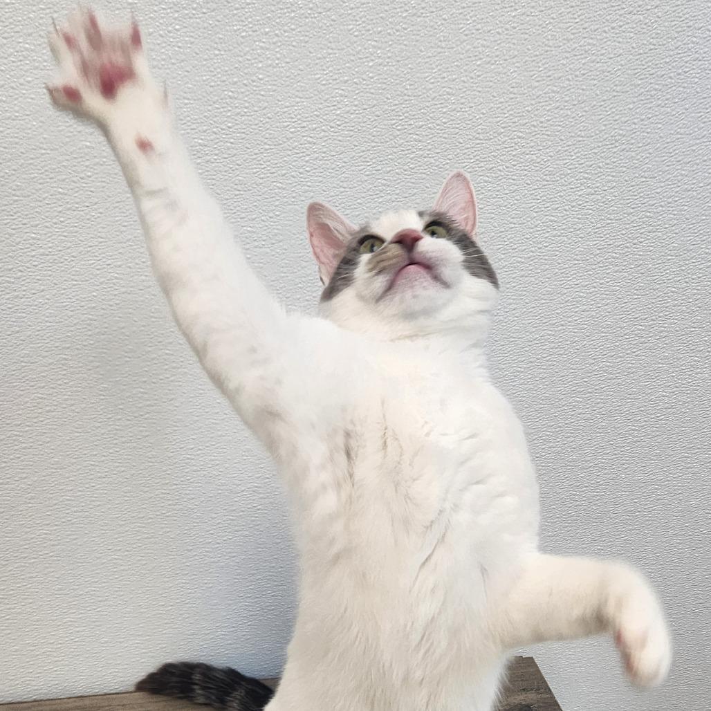 Kabuki, Adoptable, Adult Male Domestic Short Hair.