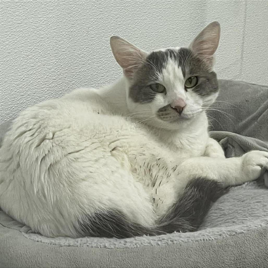Enlarge Kabuki, a Adoptable Domestic Short Hair in St. Helena, CA image 2/5