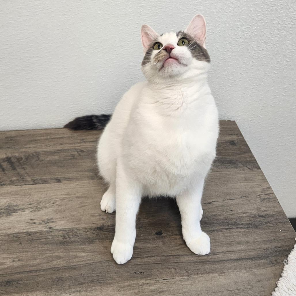 Enlarge Kabuki, a Adoptable Domestic Short Hair in St. Helena, CA image 3/5