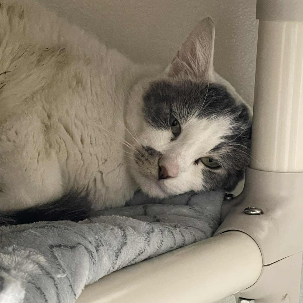 Enlarge Kabuki, a Adoptable Domestic Short Hair in St. Helena, CA image 4/5