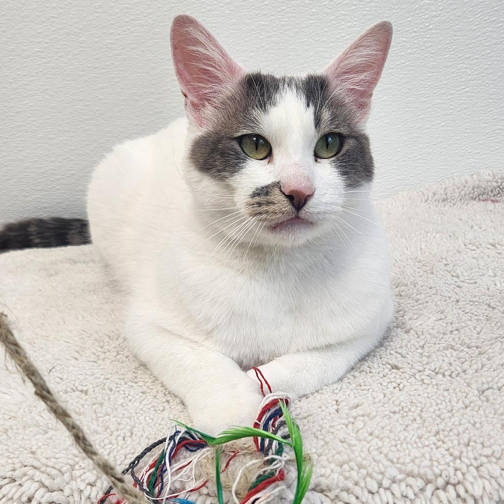 Enlarge Kabuki, a Adoptable Domestic Short Hair in St. Helena, CA image 5/5