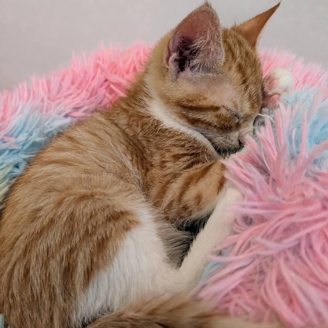 Dash, ADOPTABLE, Kitten Male Domestic Short Hair.