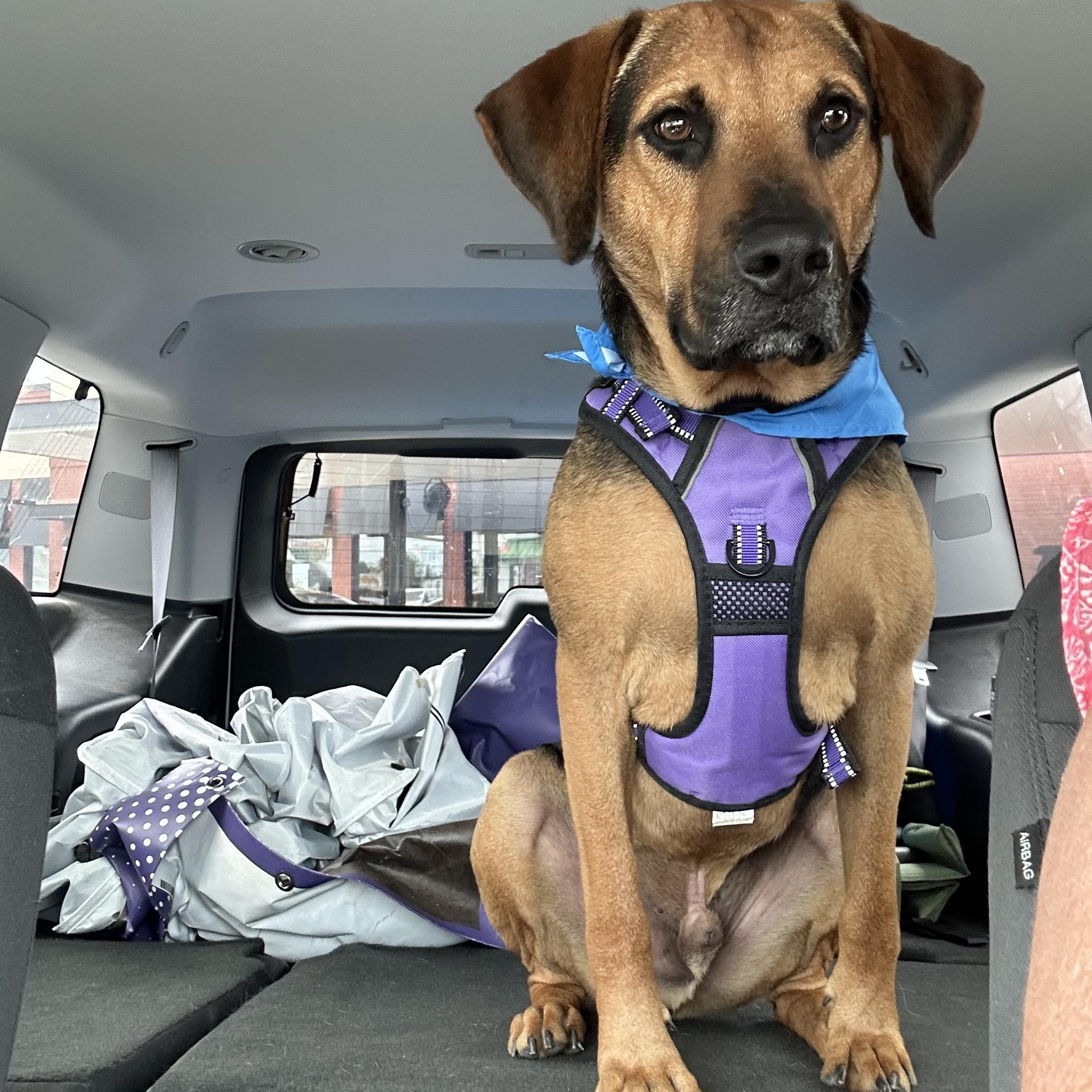 Mitchell, a Adoptable mixed breed in Foley, AL image 1/4