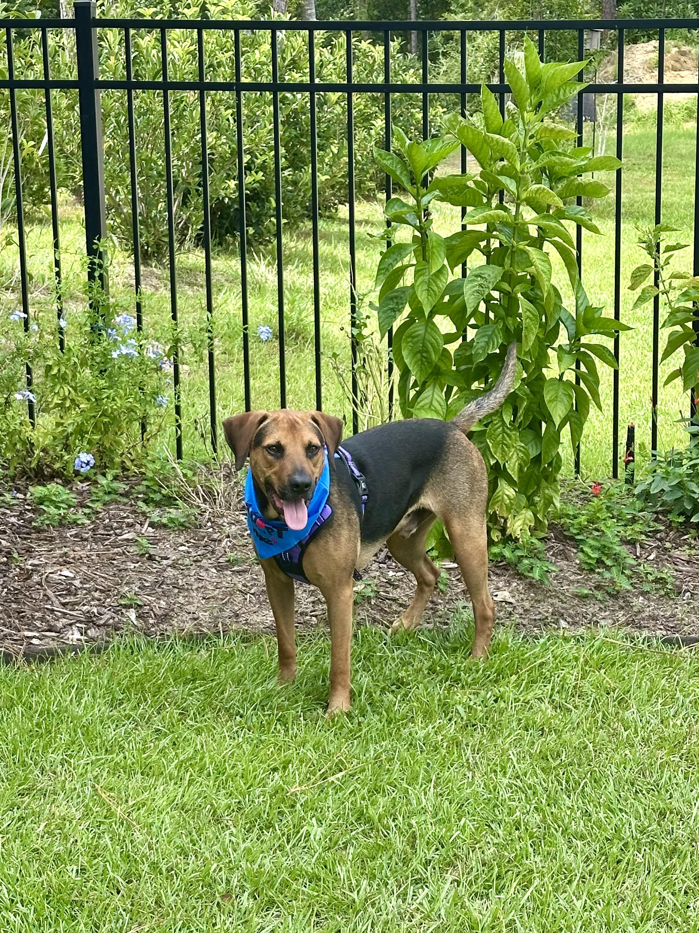 Mitchell, a Adoptable mixed breed in Foley, AL image 2/4