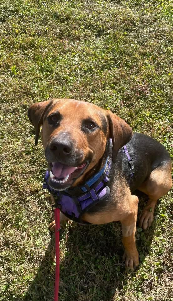 Mitchell, a Adoptable mixed breed in Foley, AL image 3/4