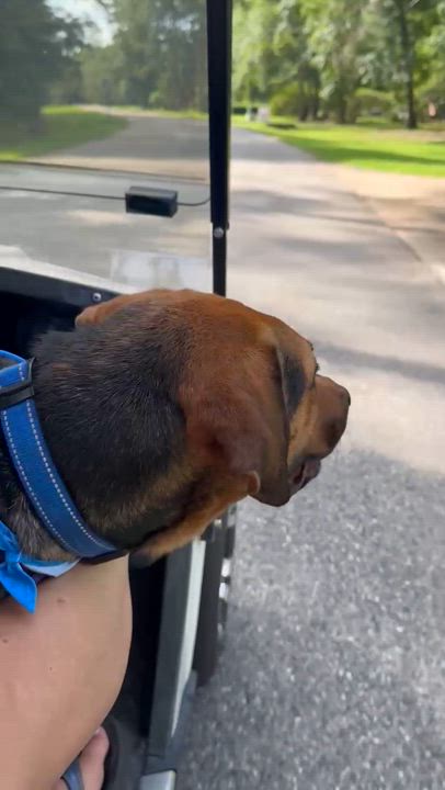 Enlarge Mitchell, a Adoptable mixed breed in Foley, AL video 4/4