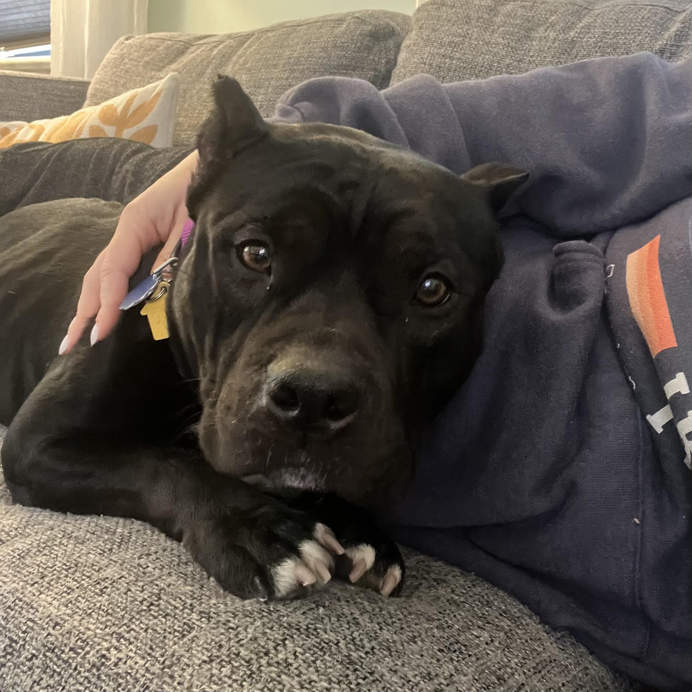 Beatrix — thumbnail 4