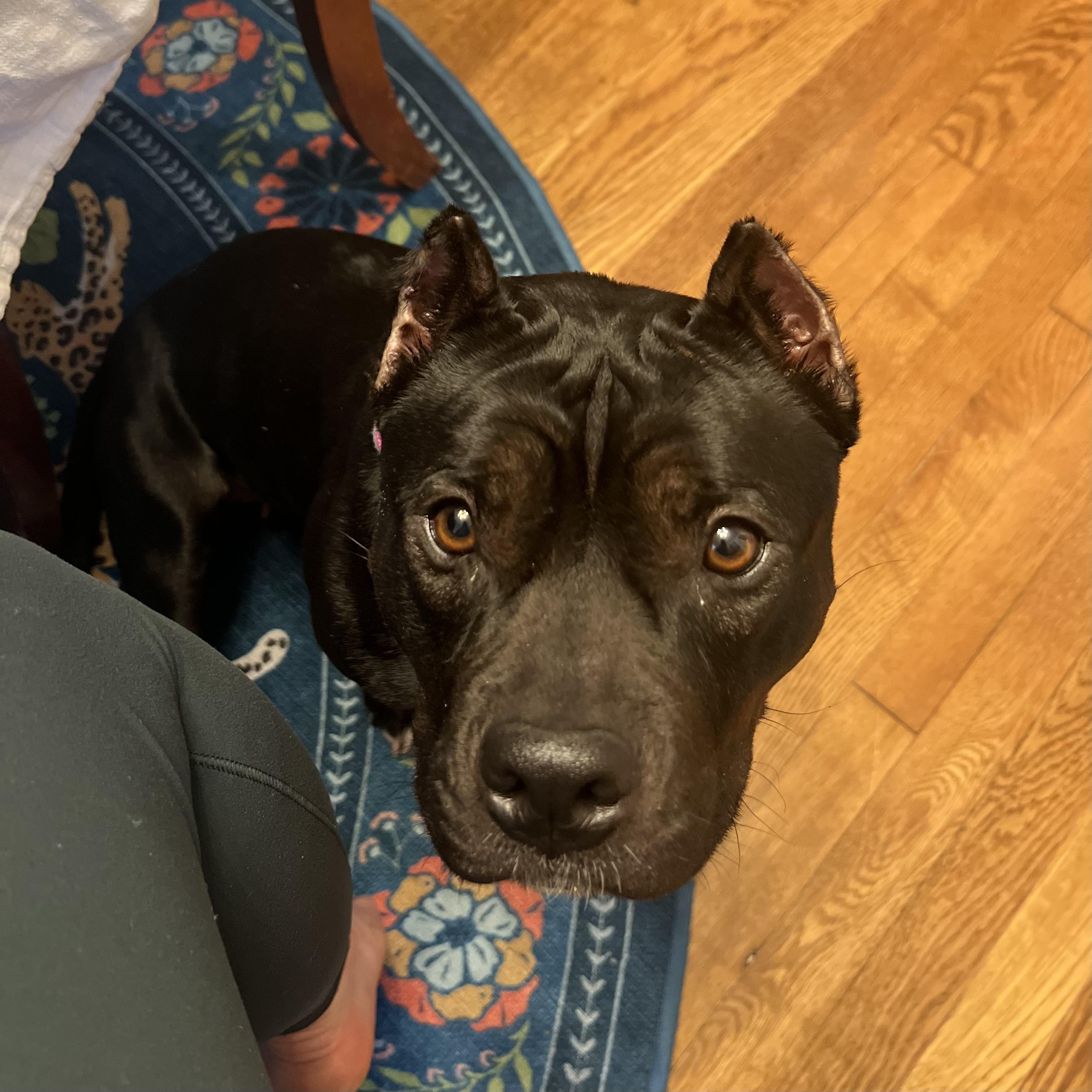 Beatrix — thumbnail 5