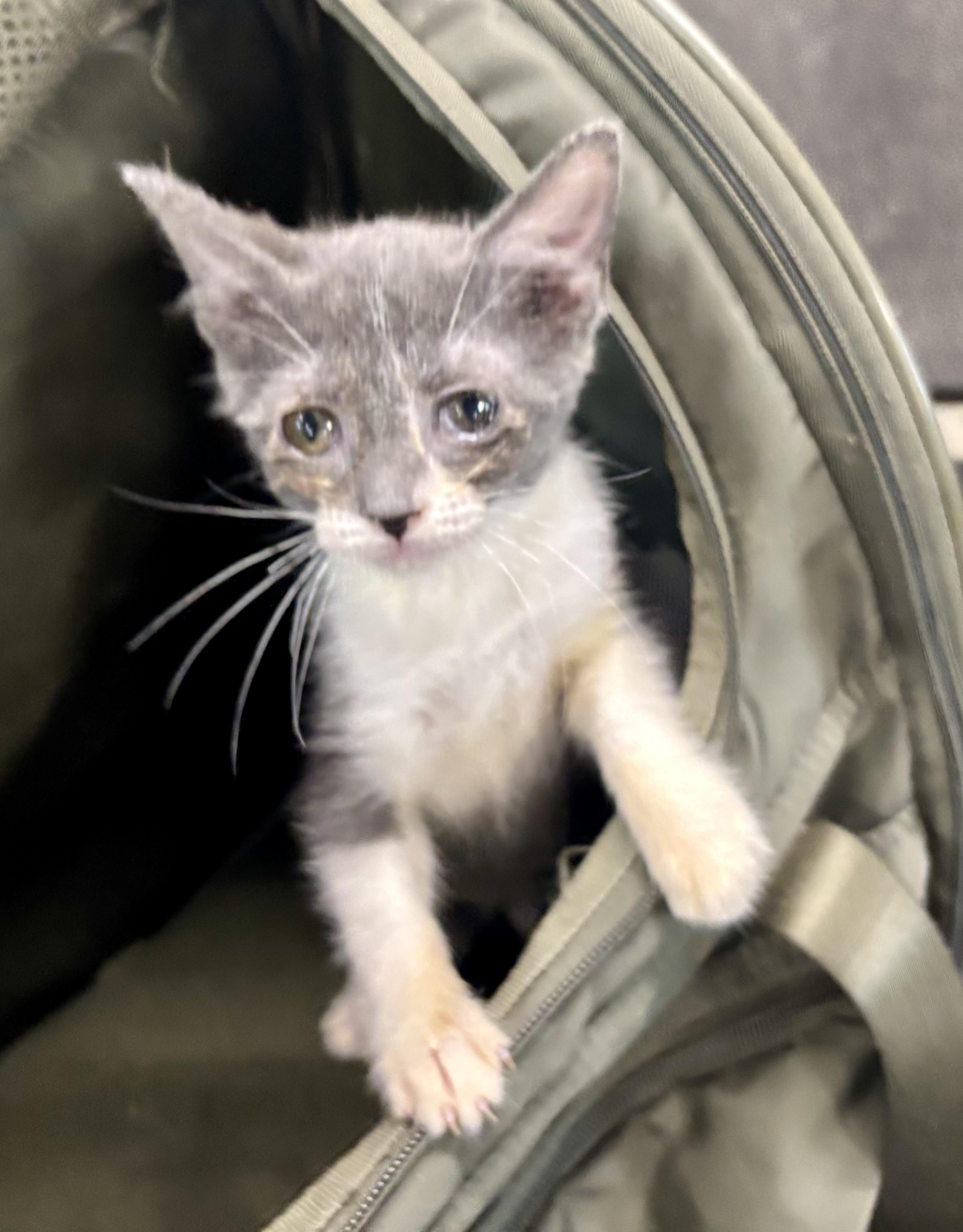 Scratchy, Adoptable, Young Female Domestic Short Hair.