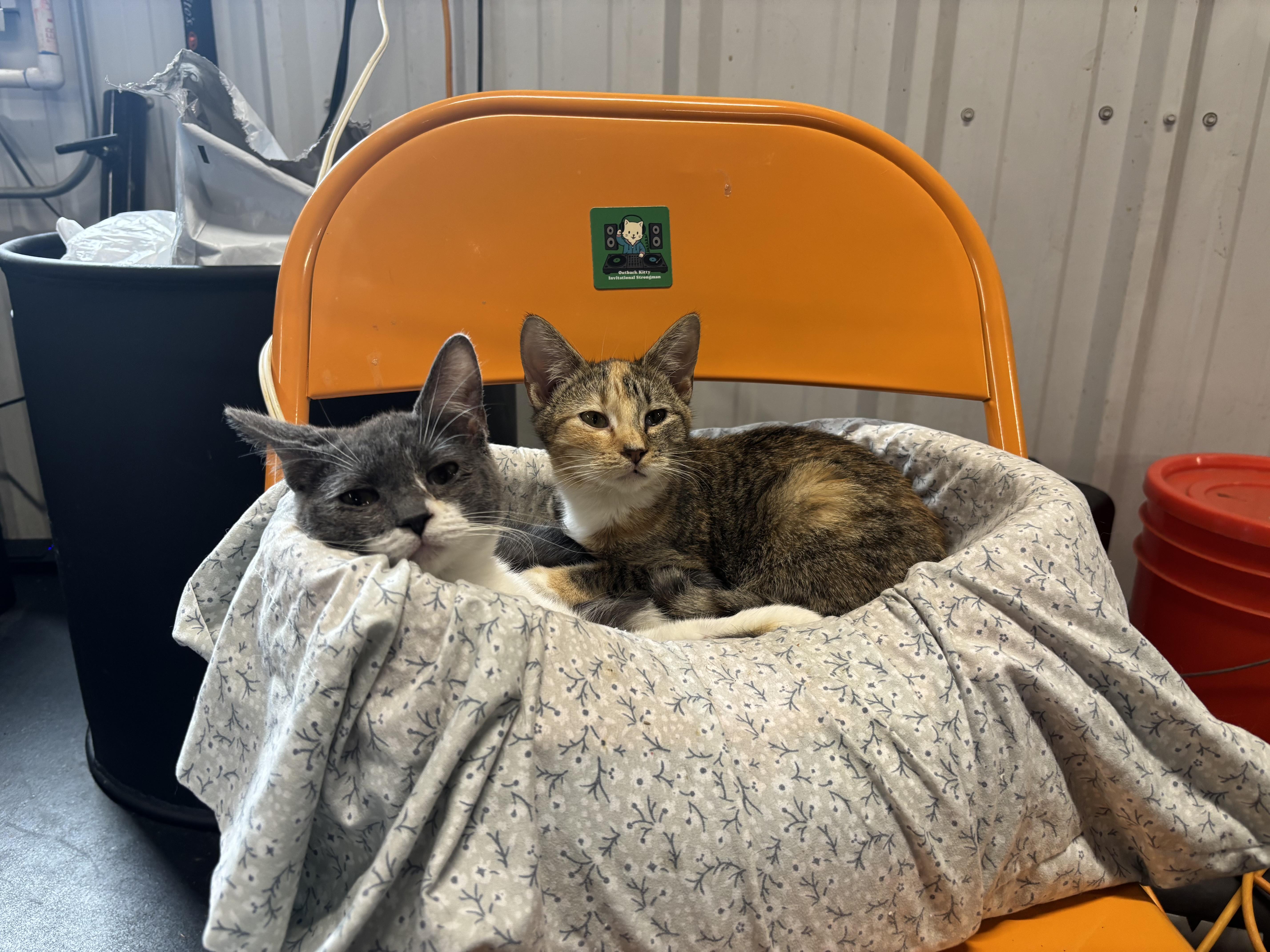 Scratchy, a Adoptable Domestic Short Hair in Melbourne, AR image 2/6