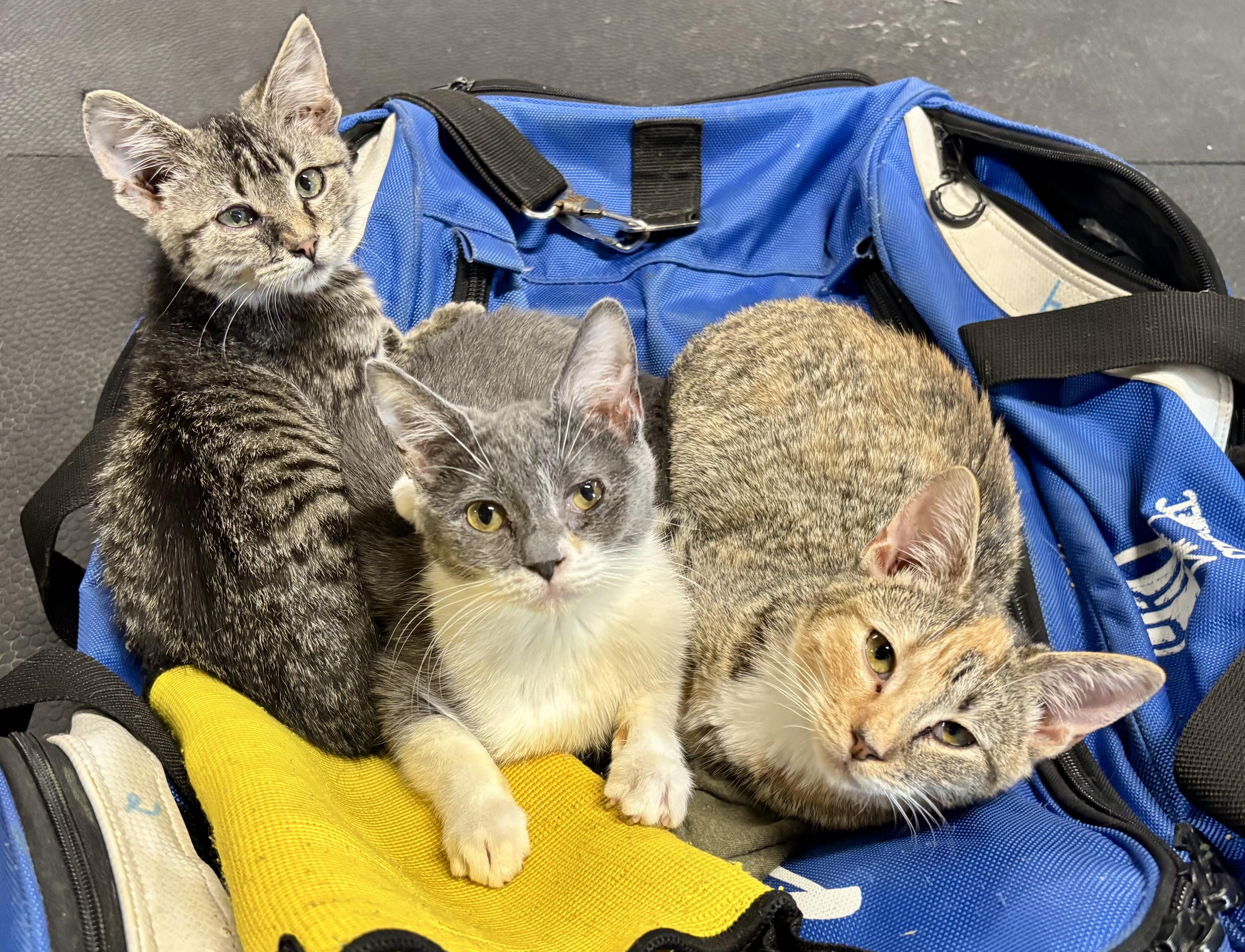 Scratchy, a Adoptable Domestic Short Hair in Melbourne, AR image 3/6