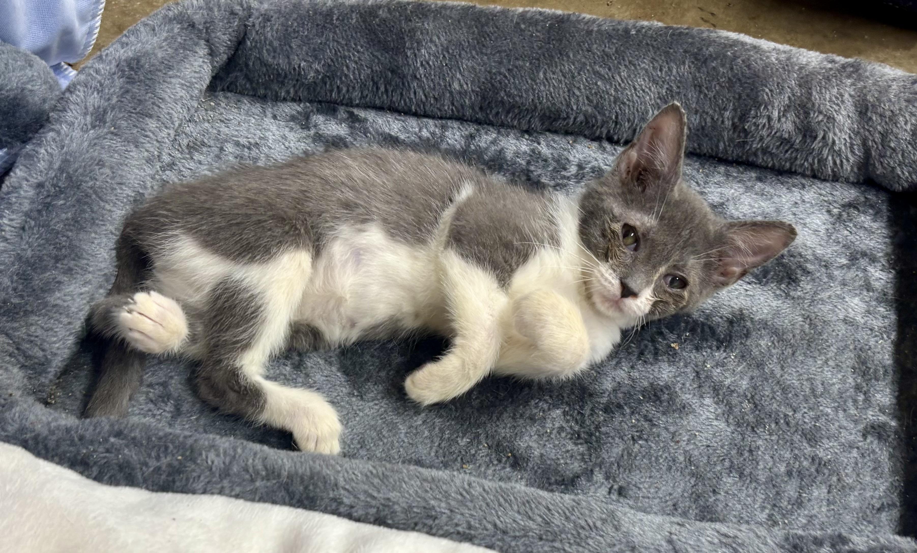 Scratchy, a Adoptable Domestic Short Hair in Melbourne, AR image 4/6