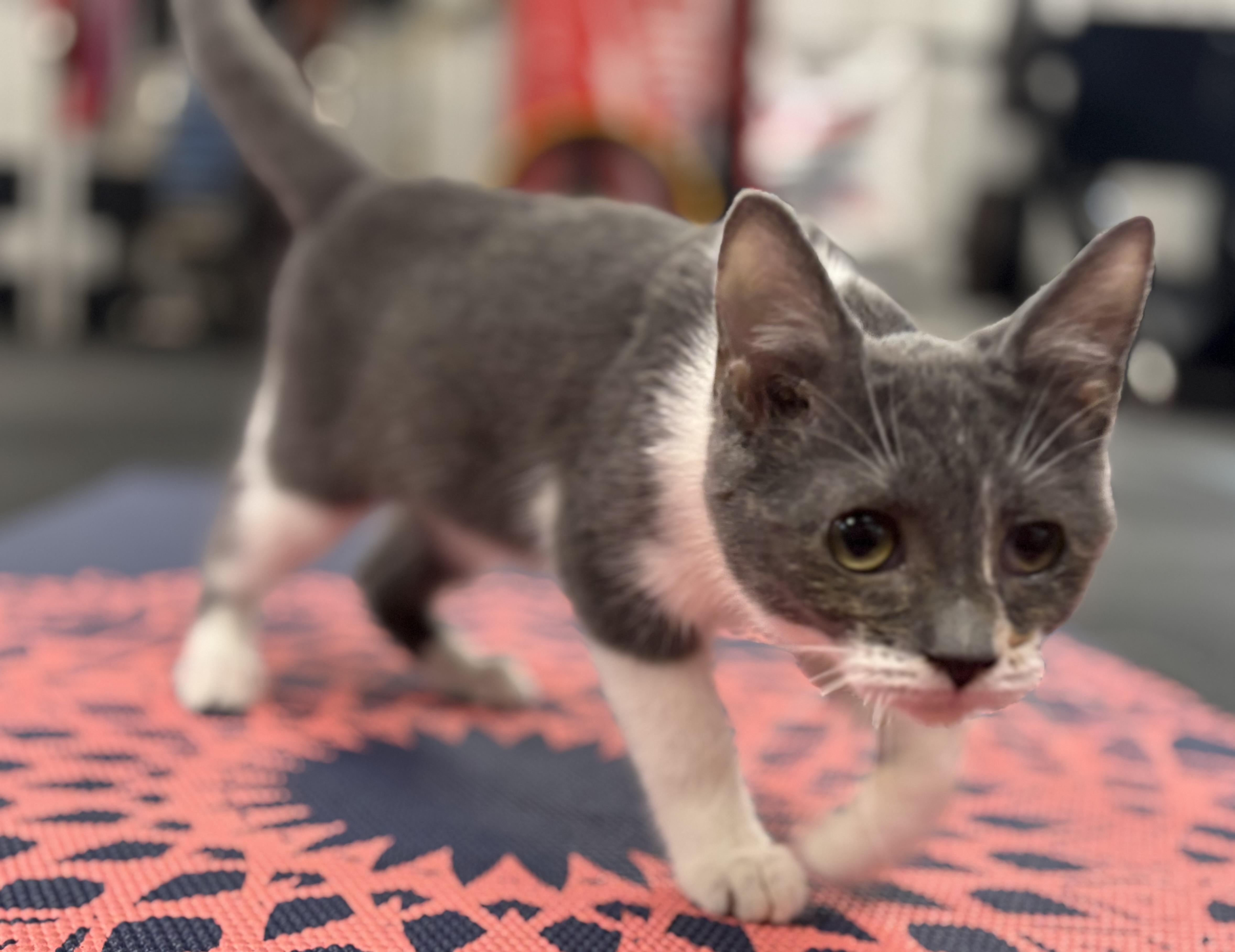 Scratchy, a Adoptable Domestic Short Hair in Melbourne, AR image 6/6