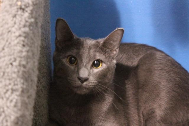 Max, Adoptable, Young Male Domestic Short Hair.