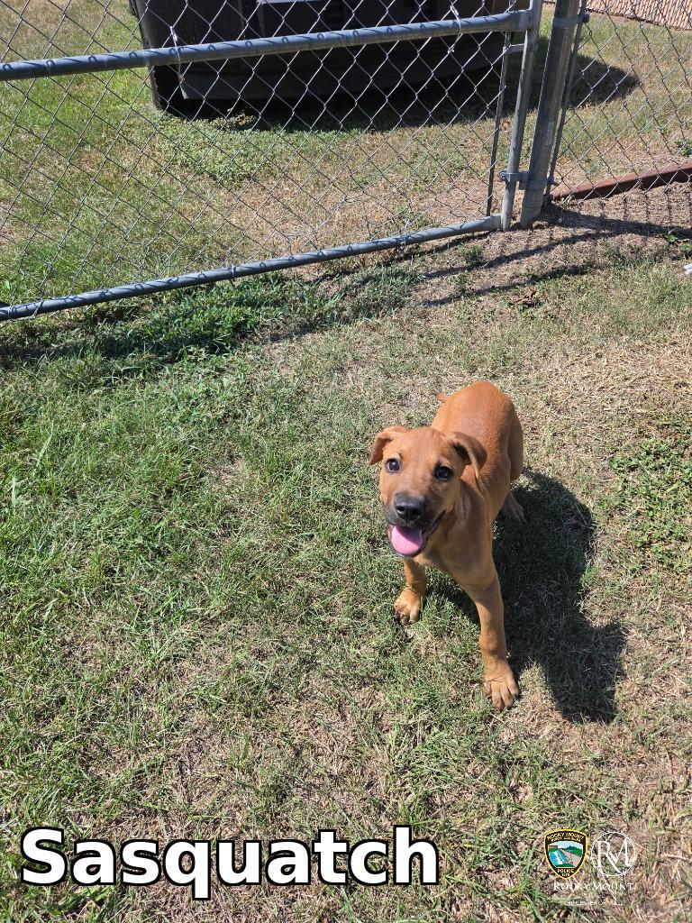 Sasquatch, Adoptable, Puppy Male Pit Bull Terrier.