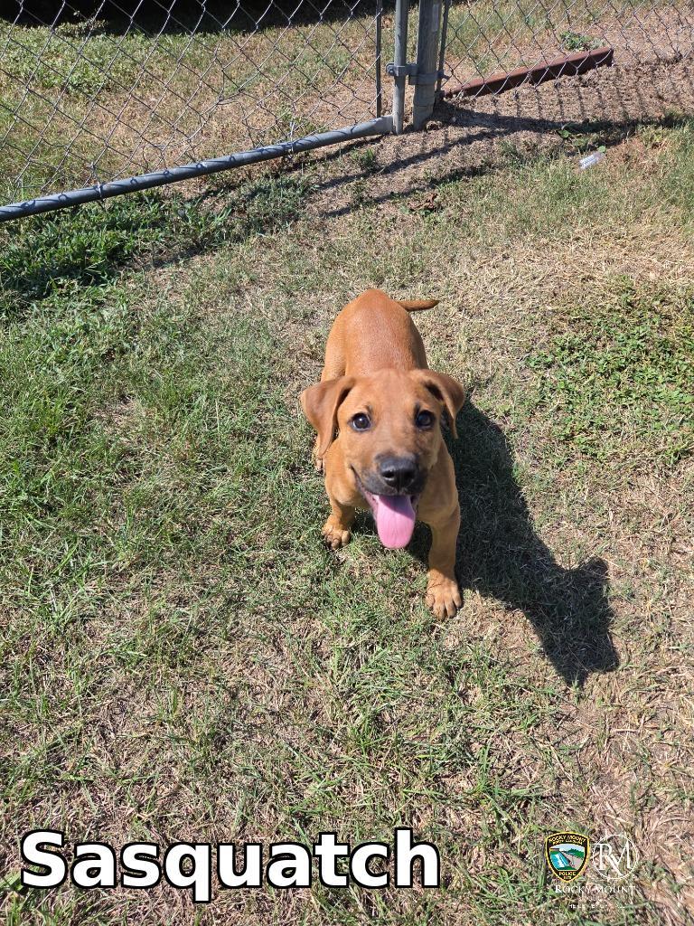 Enlarge Sasquatch, a Adoptable Pit Bull Terrier in Rocky Mount, NC image 2/2