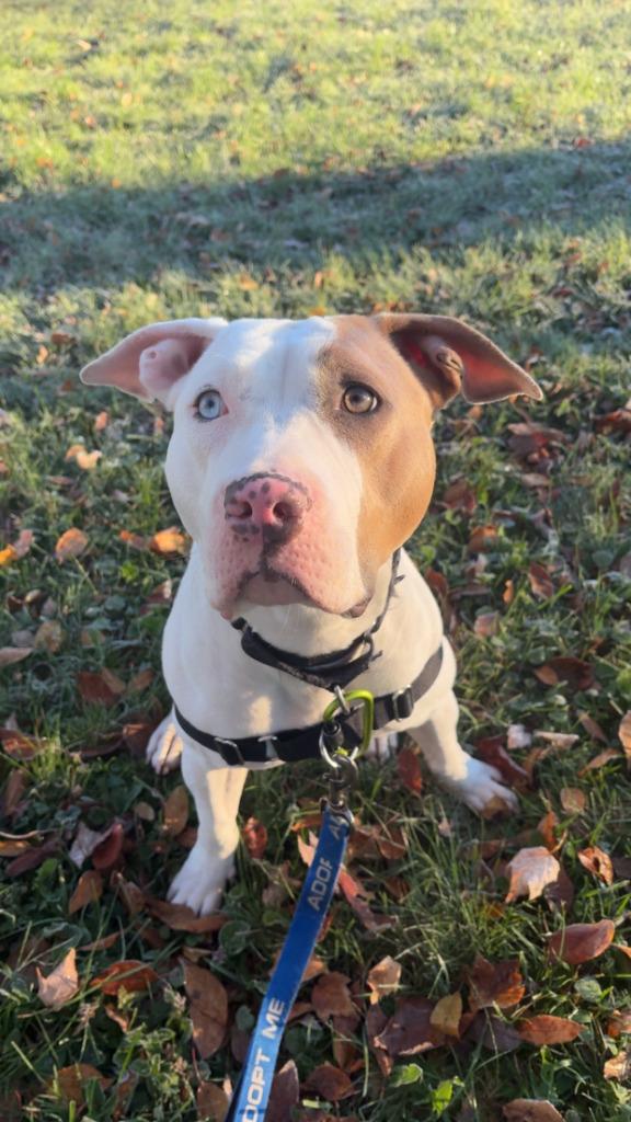 Jordan, Adoptable, Young Female Pit Bull Terrier.