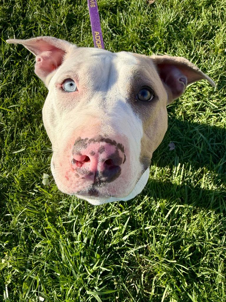 Enlarge Jordan, a Adoptable Pit Bull Terrier in Gloversville, NY image 2/6