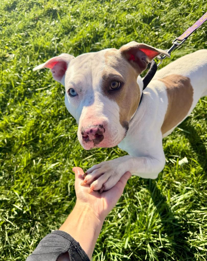 Enlarge Jordan, a Adoptable Pit Bull Terrier in Gloversville, NY image 3/6