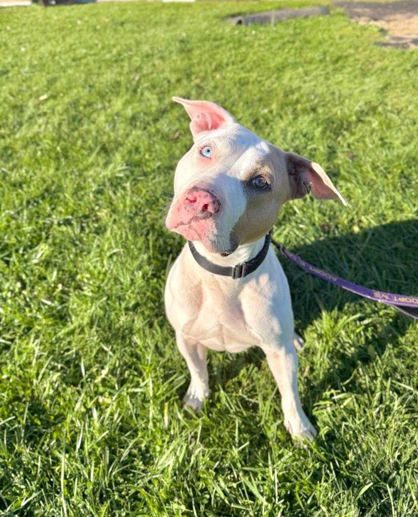 Enlarge Jordan, a Adoptable Pit Bull Terrier in Gloversville, NY image 4/6
