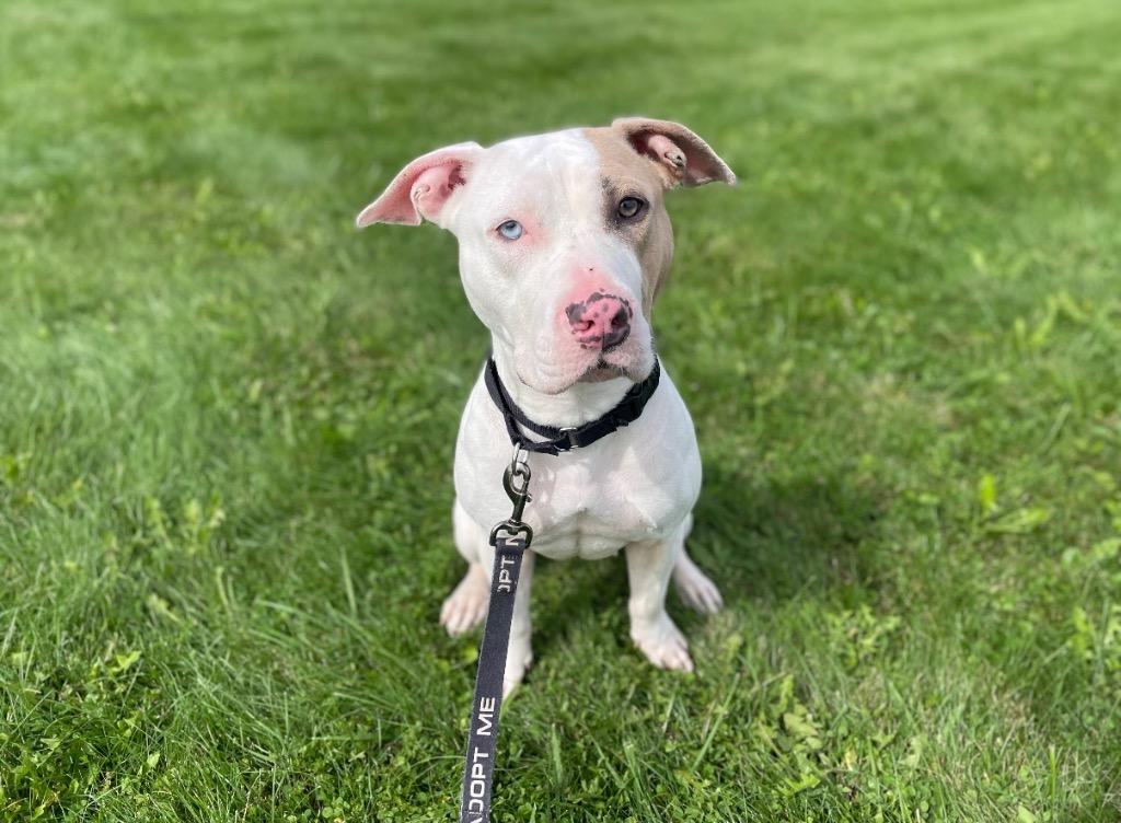 Enlarge Jordan, a Adoptable Pit Bull Terrier in Gloversville, NY image 5/6