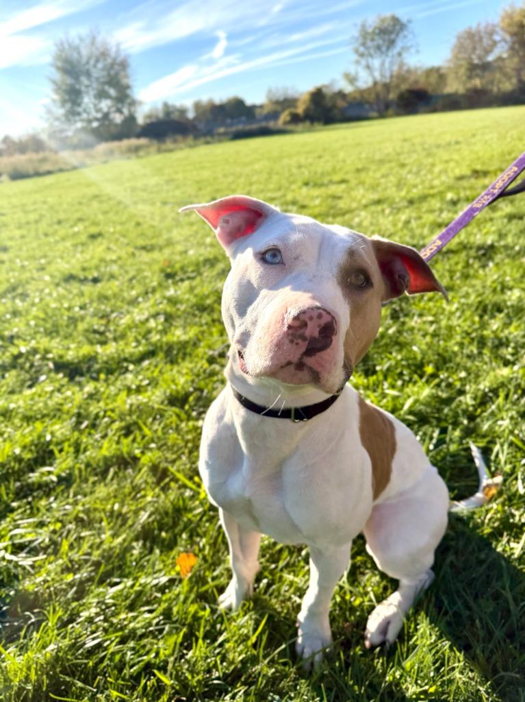 Enlarge Jordan, a Adoptable Pit Bull Terrier in Gloversville, NY image 6/6