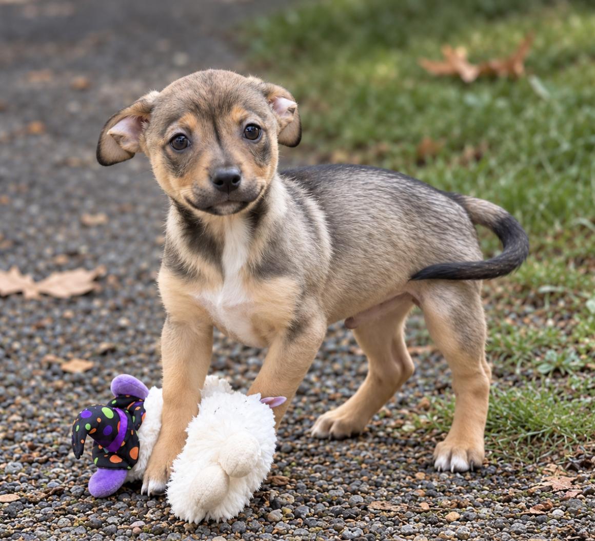 Enlarge Winston, a Adopted mixed breed in Puyallup, WA image 2/2