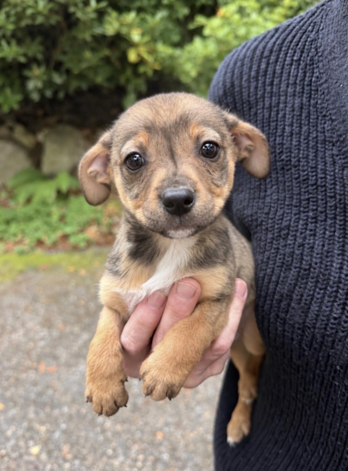 Winston, Adopted, Puppy Male Chihuahua.