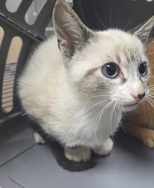 Enlarge If-8 Yeti, a Adoptable mixed breed in Lawrenceville, GA image 1/1