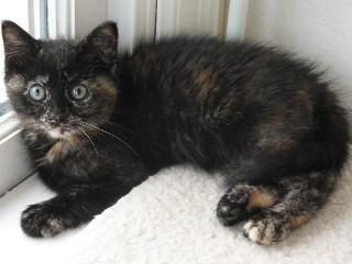 Enlarge Whiskers, an adopted mixed breed in Anaconda, MT image 2/2