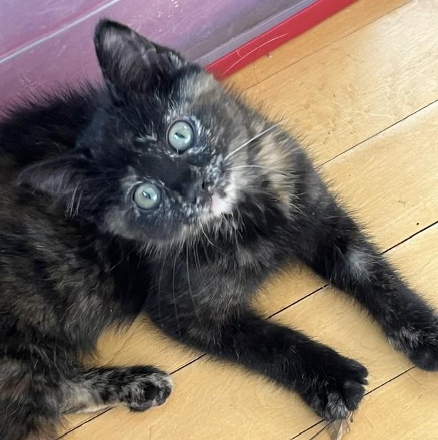 Whiskers, adopted, Kitten Female Domestic Short Hair & Tortoiseshell.