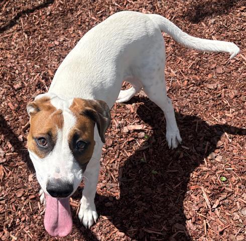 Enlarge HACHE, a Adoptable mixed breed in Panama City, FL image 1/1